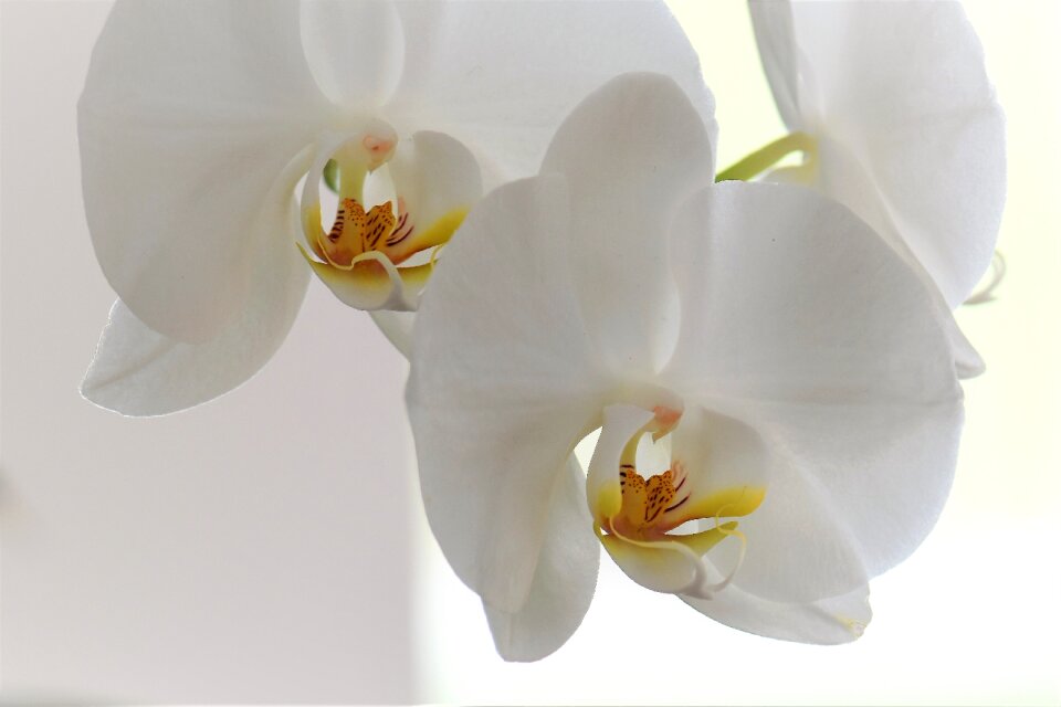 Bloom plant nature