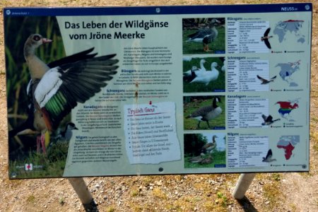 Jroene meerke neuss 2