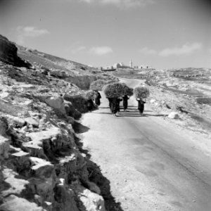 Jordaanse vrouwen dragen brandhout op het hoofd op een weg buiten Bethlehem, Bestanddeelnr 255-5464