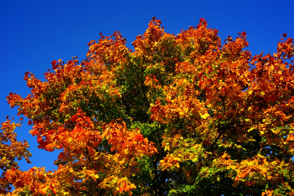 Leaves nature landscape