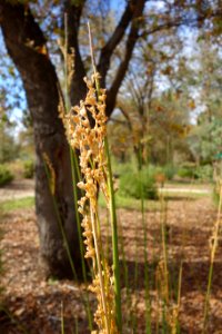 Juncus pallidus - McConnell Arboretum & Botanical Gardens - DSC03009