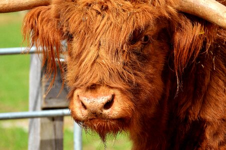 Farm animal snout good aiderbichl