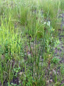 Juncus balticus Oulu, Finland 28.06.2013