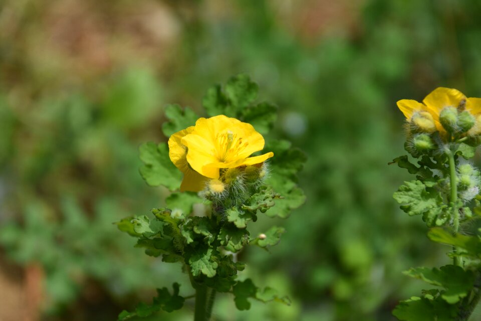 Wildflower affix flowers