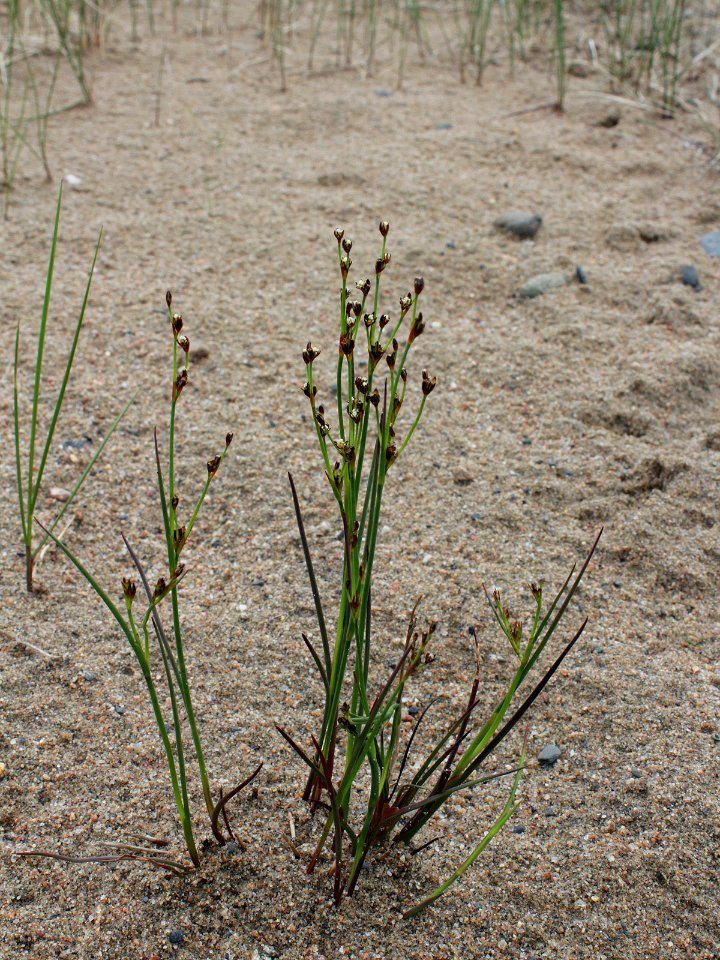 Juncus gerardii Kemi, Finland 23.06.2013