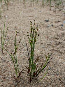 Juncus gerardii Kemi, Finland 23.06.2013