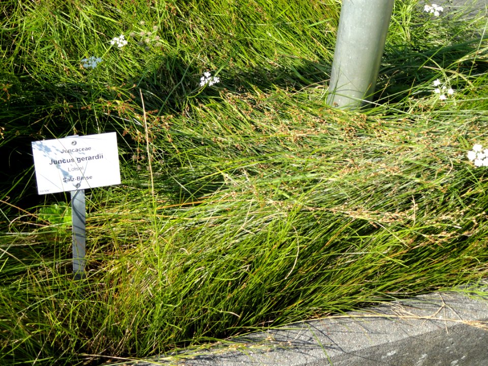 Juncus gerardii - Botanischer Garten, Frankfurt am Main - DSC03231