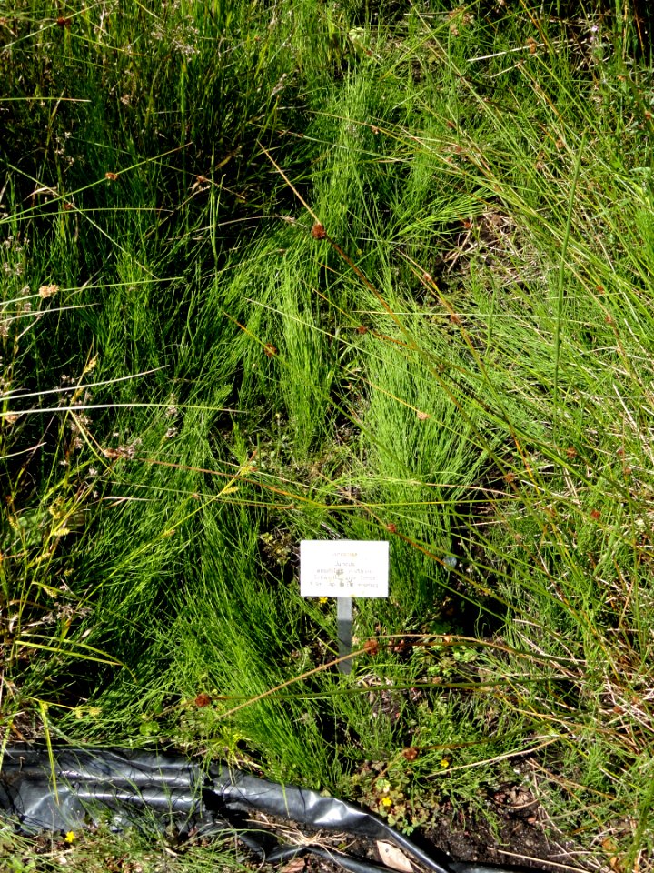 Juncus ensifolius - Botanical Garden, University of Frankfurt - DSC02720