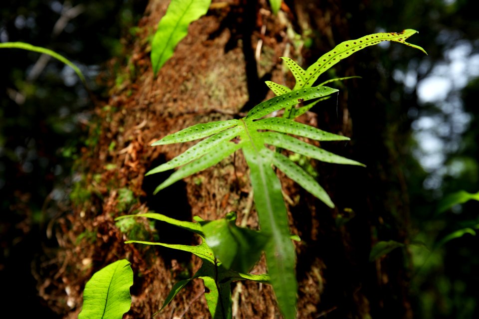 Julius River Forest Reserve, Tasmania 22
