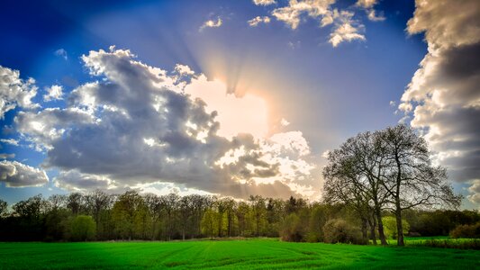 Tree meadow light