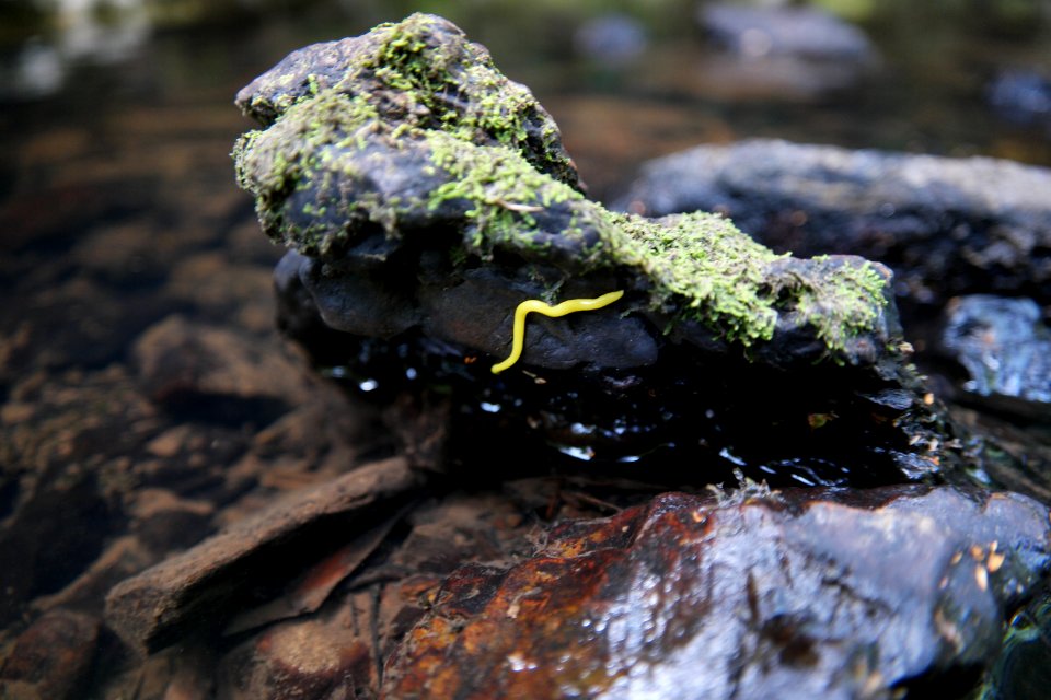 Julius River Forest Reserve, Tasmania 11