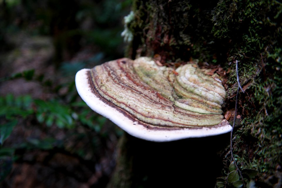 Julius River Forest Reserve, Tasmania 16