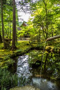 Japan plant in the early summer