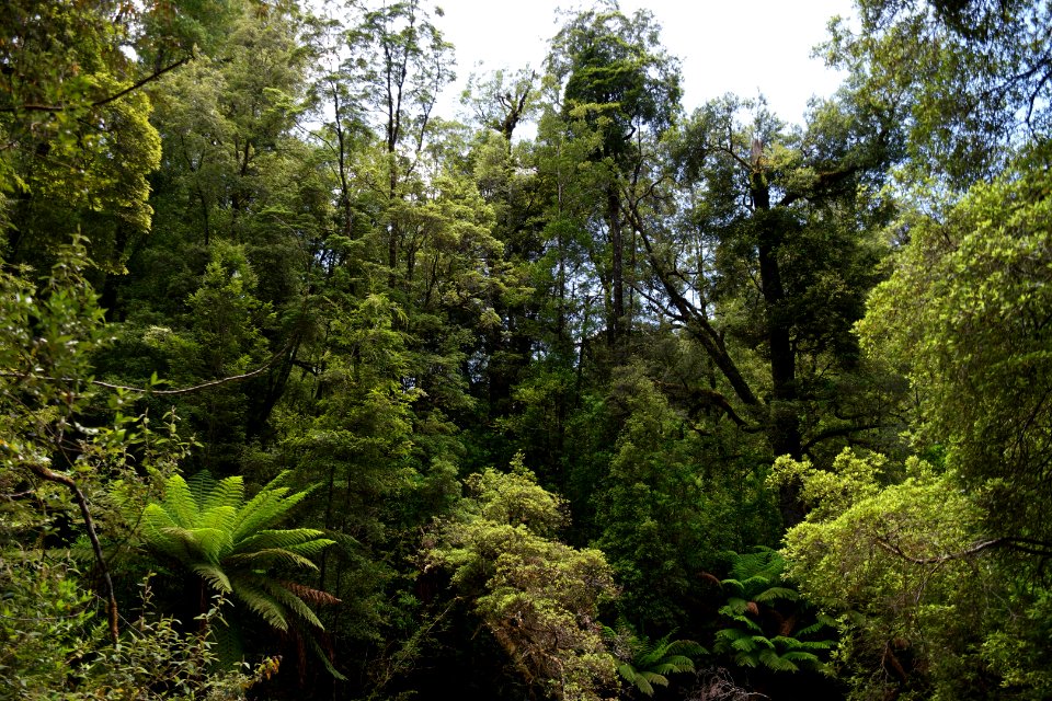 Julius River Forest Reserve, Tasmania 06