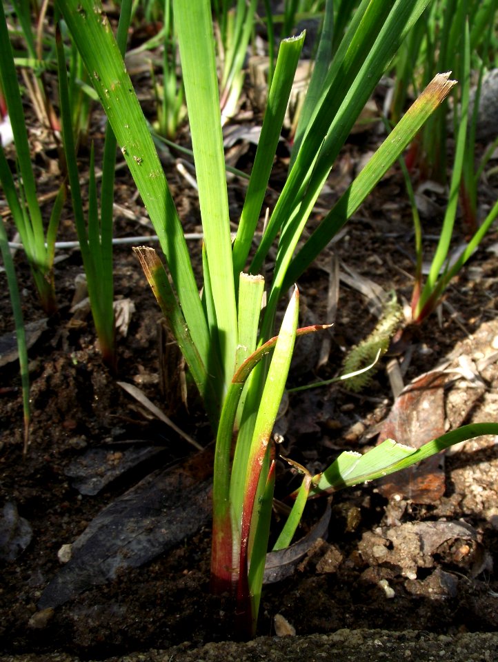 Juncus xiphioides