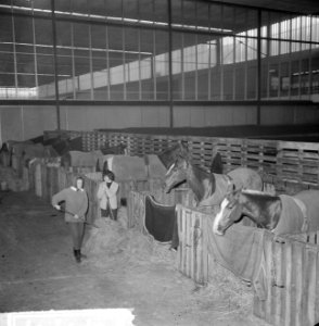 Jumping Amsterdam, de voorbereiding Engelse dames bij hun paarden, Bestanddeelnr 917-1717