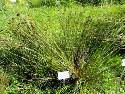 Juncus balticus - Botanical Garden in Kaisaniemi, Helsinki - DSC03516