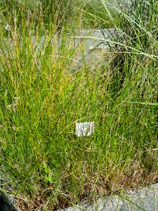 Juncus subnodulosus - Botanical Garden, University of Frankfurt - DSC02705
