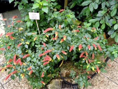 Justicia brandegeana - Botanischer Garten Freiburg - DSC06293