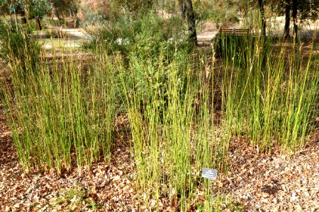 Juncus pallidus - McConnell Arboretum & Botanical Gardens - DSC03006