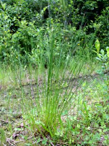 Juncus filiformis Oulu, Finland 09.06.2013