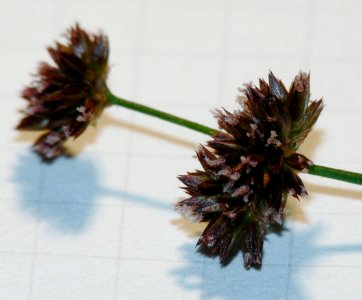 Juncus ensifolius IP0807004