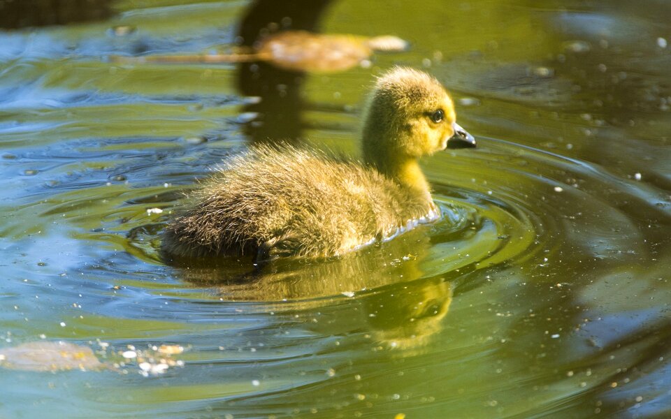 Duck bird branta canadensis water bird