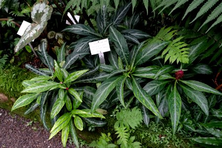 Justicia scheidweileri (Porphyrocoma lanceolata) - Botanischer Garten - Heidelberg, Germany - DSC00985