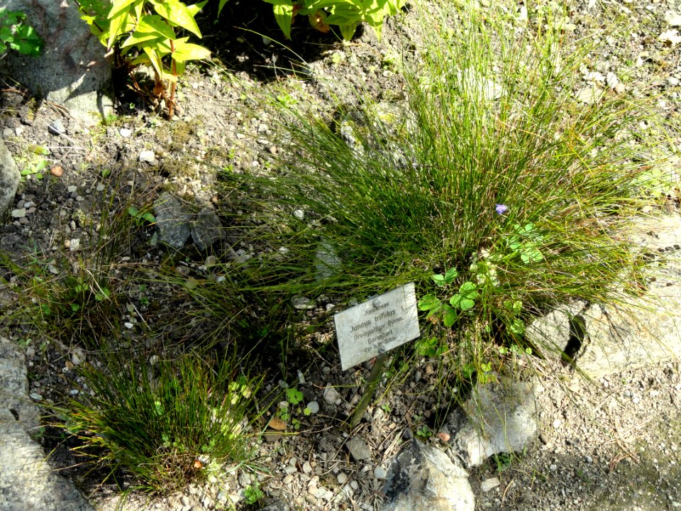 Juncus trifidus - Botanical Garden, University of Frankfurt - DSC02650
