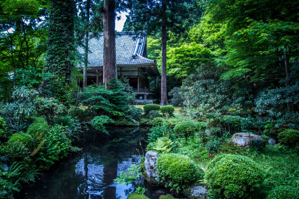 Japan plant in the early summer