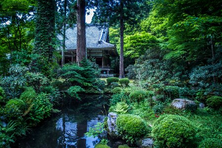 Japan plant in the early summer