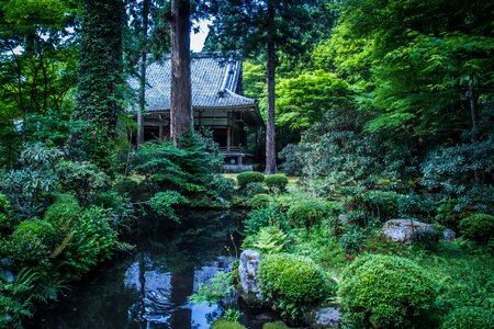 Japan plant in the early summer photo