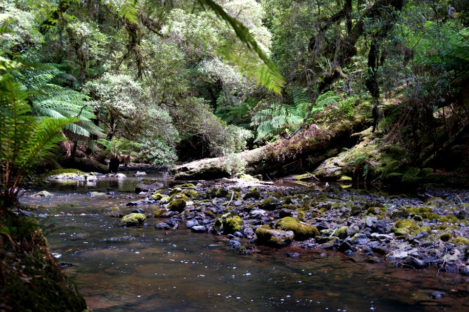 Julius River Forest Reserve, Tasmania 04