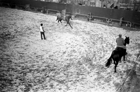 Jumping Amsterdam. Paarden worden losgelopen door verzorgers, Bestanddeelnr 920-8131