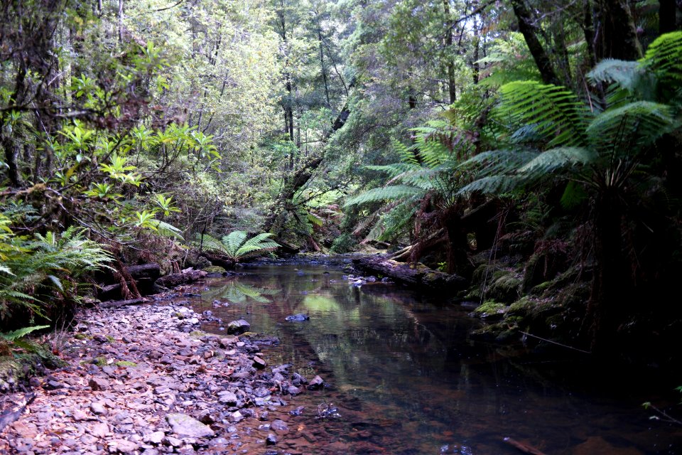 Julius River Forest Reserve, Tasmania 12
