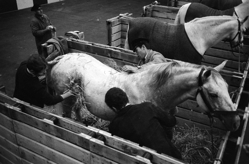 Jumping Amsterdam , voorbereidingen twintig Lipizaner paarden van Spaanse Rijsc, Bestanddeelnr 923-9623