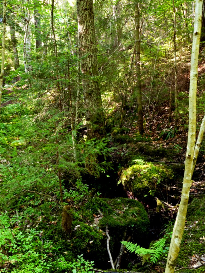Just above Gullmarsskogen ravine