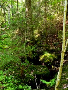 Just above Gullmarsskogen ravine