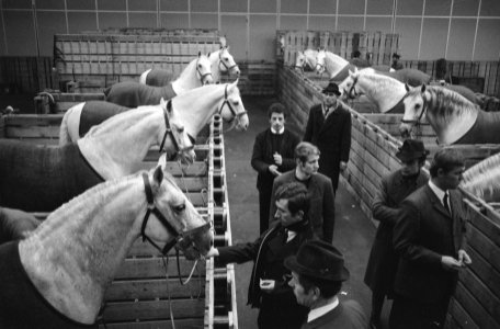 Jumping Amsterdam , voorbereidingen twintig Lipizaner paarden van Spaanse Rijsc, Bestanddeelnr 923-9624