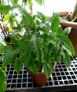 Justicia aequilabris (Justicia velutina) - Lyman Plant House, Smith College - DSC02027