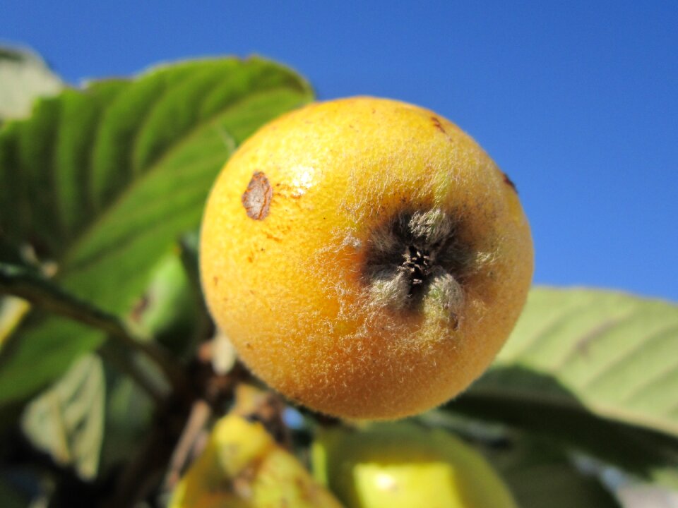 Fruits food delicious