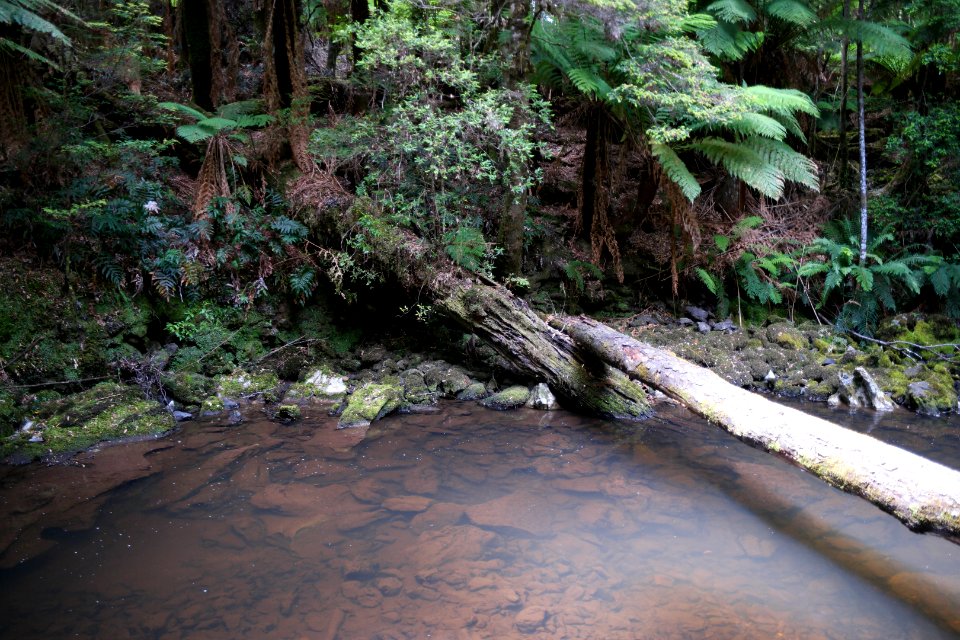 Julius River Forest Reserve, Tasmania 10