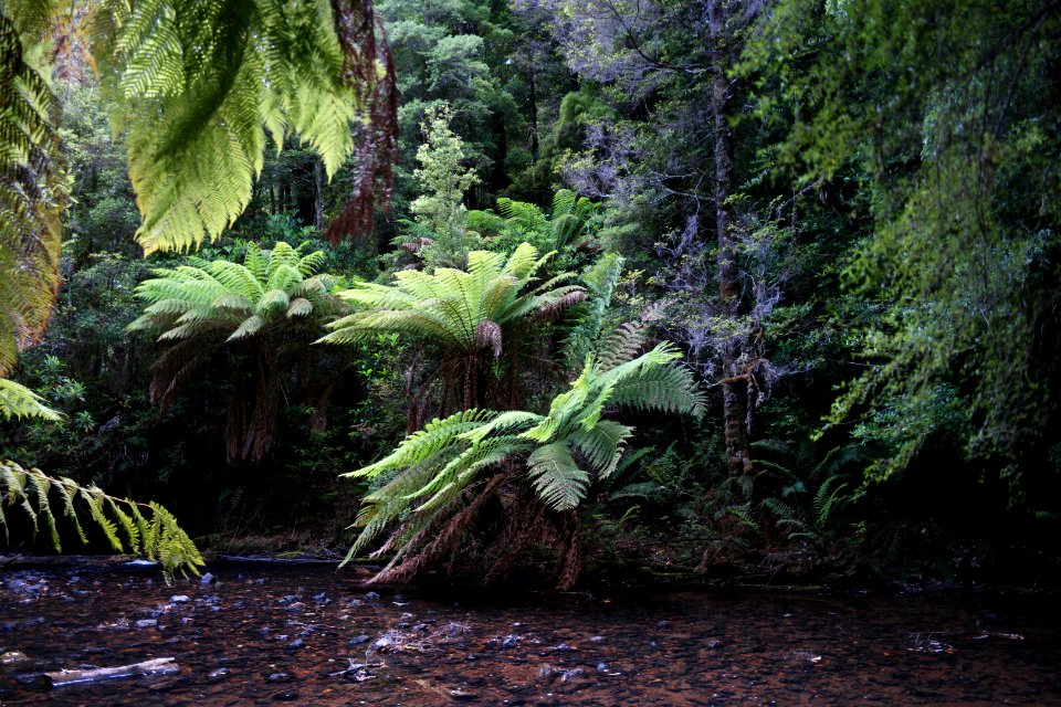 Julius River Forest Reserve, Tasmania 14
