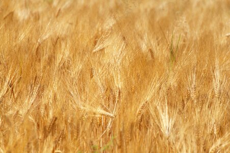 Cereals grain agriculture photo