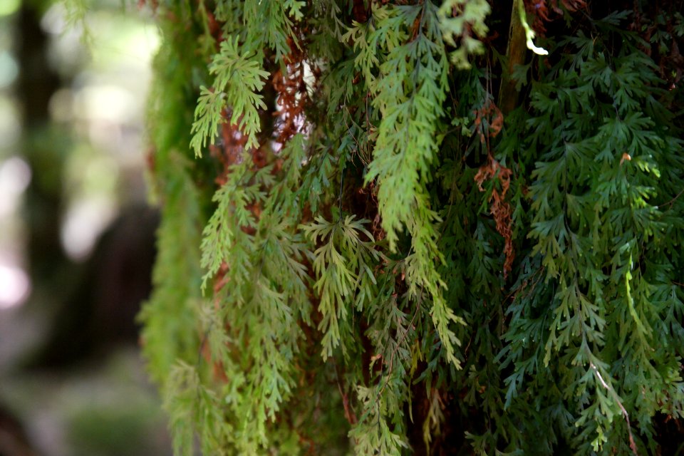Julius River Forest Reserve, Tasmania 20