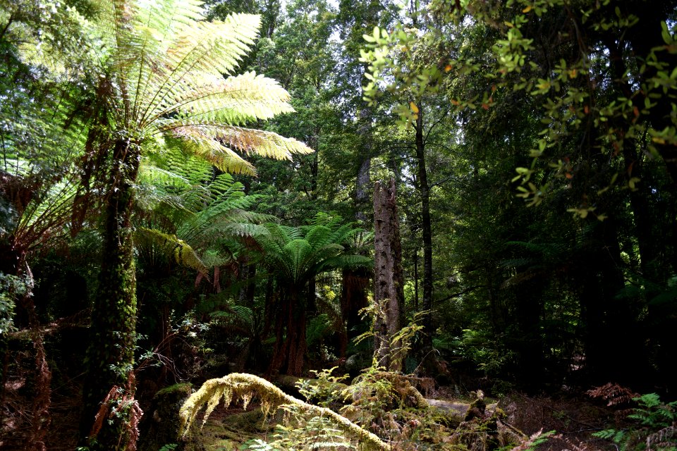 Julius River Forest Reserve, Tasmania 24