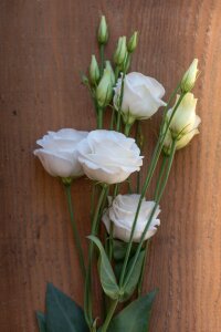 Bloom white white flower