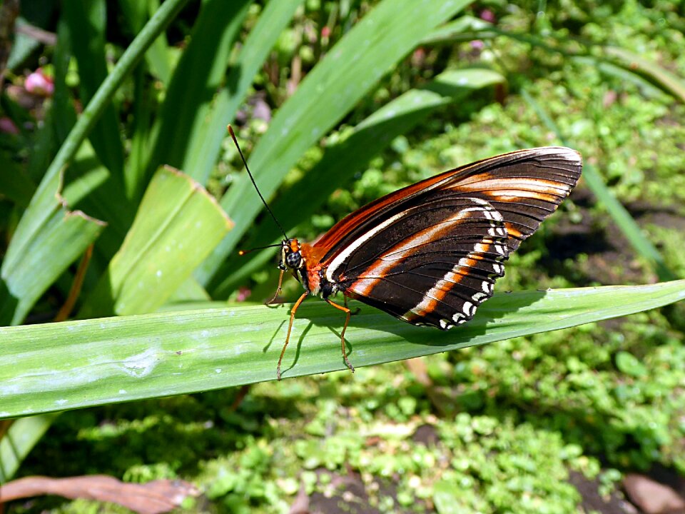 Moth animals costa rica photo