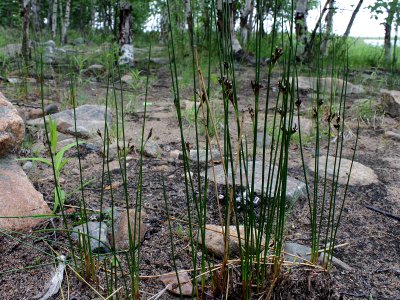 Juncus balticus Simo, Finland 23.06.2013