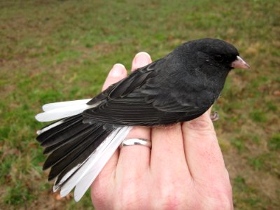 Junco showing tail feathers photo